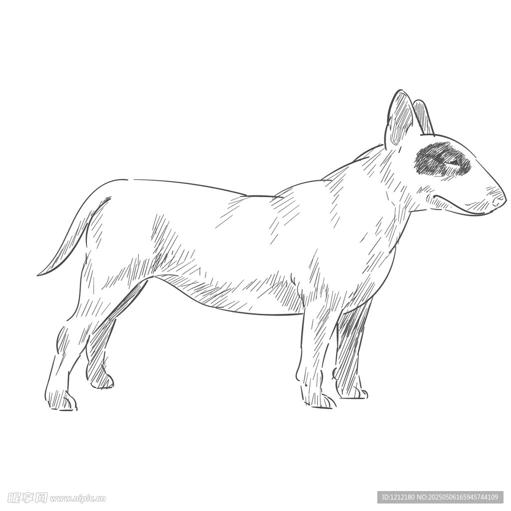 站立的斗牛梗素描图