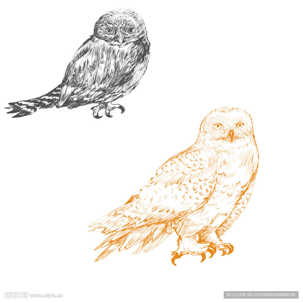 手绘猫头鹰插画