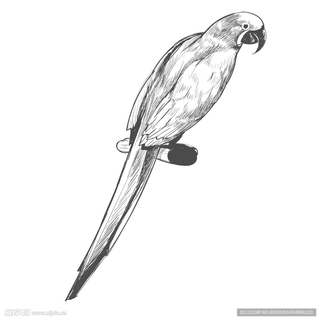 黑白线条鹦鹉插画