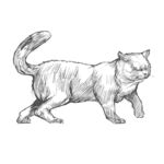 行走的猫咪素描图