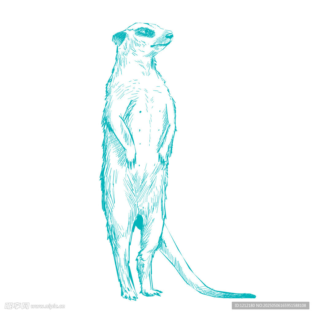 站立的猫鼬插画