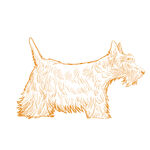 苏格兰梗犬插画形象