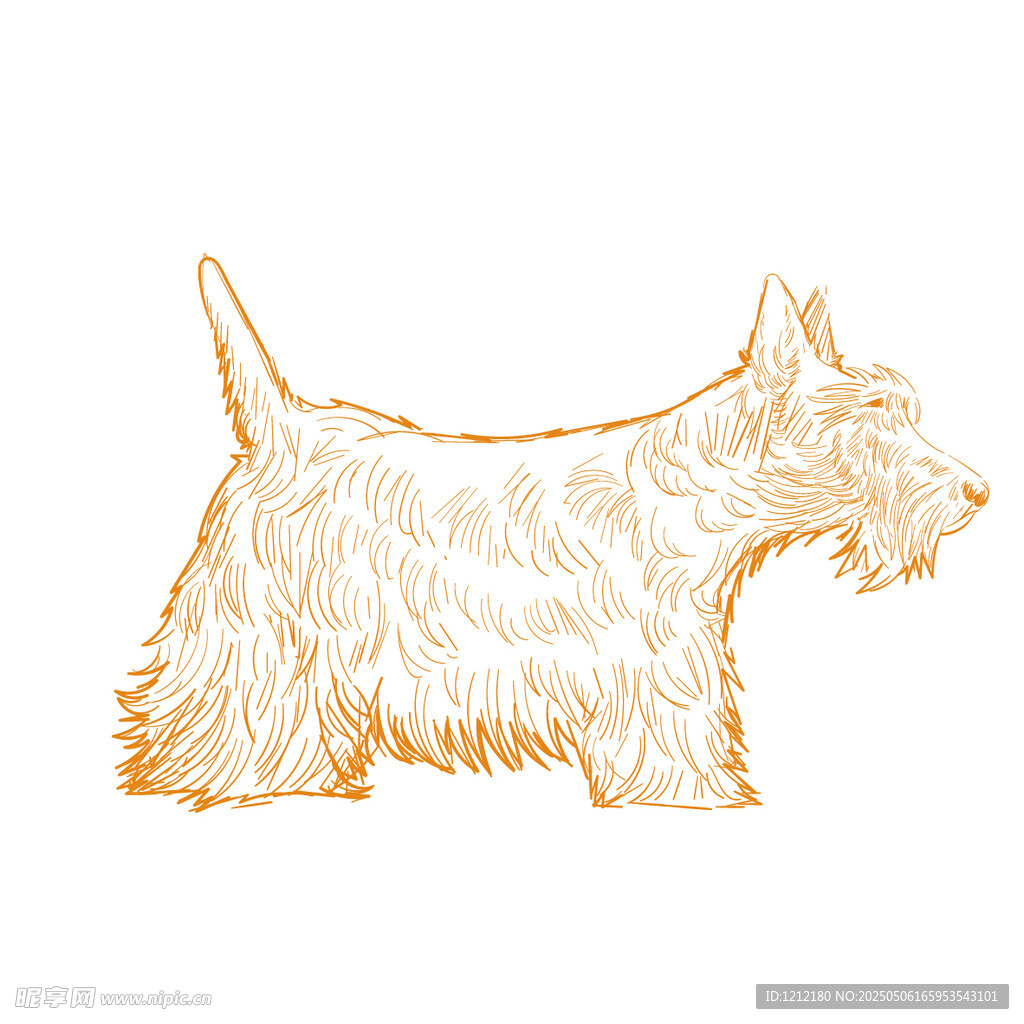 苏格兰梗犬插画形象