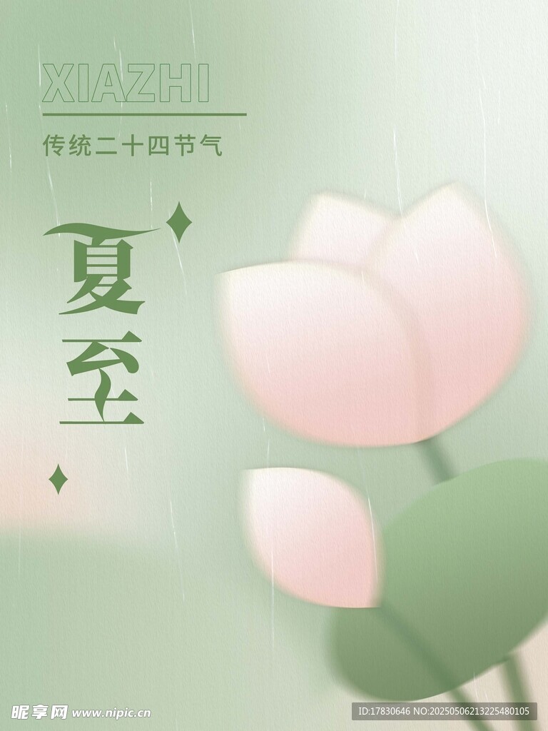 夏至时节粉色荷花插画