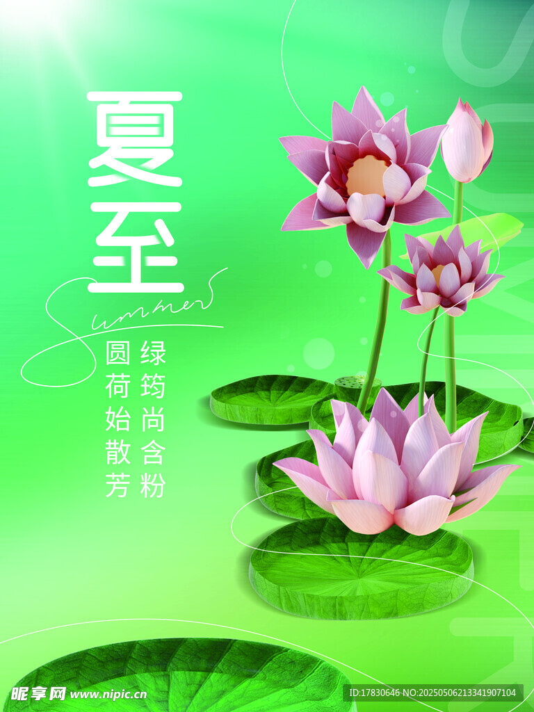 夏至时节荷花绽放