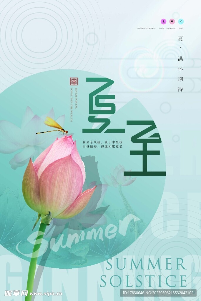 夏至时节荷花绽放