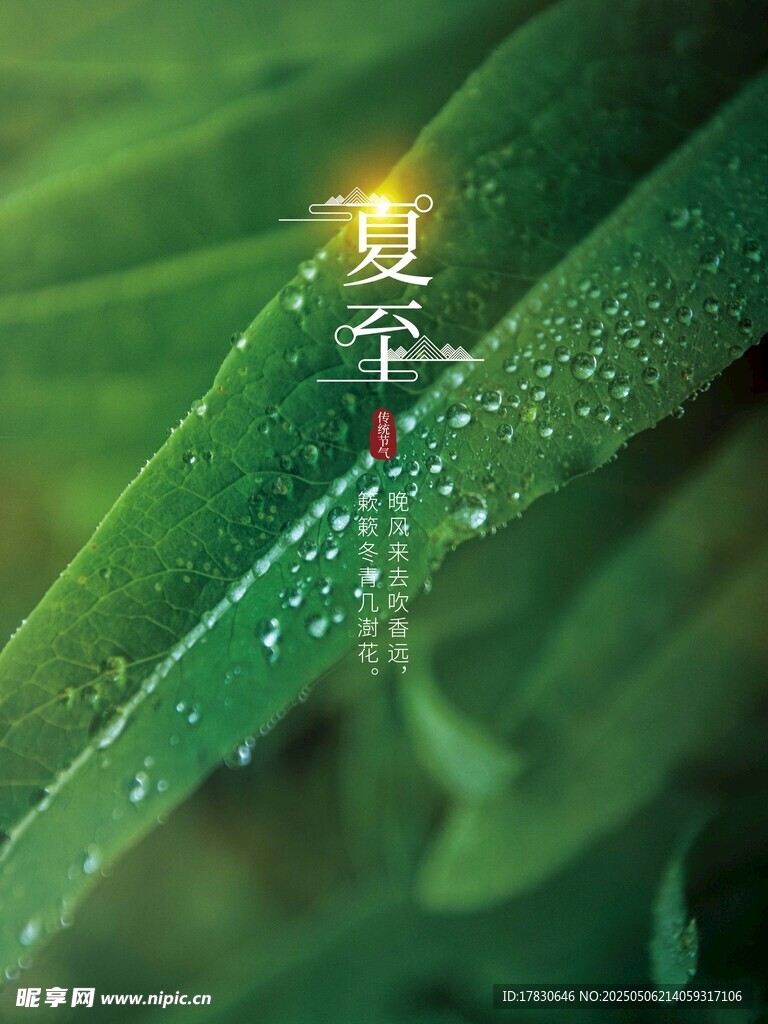 夏至时节绿叶露珠美景