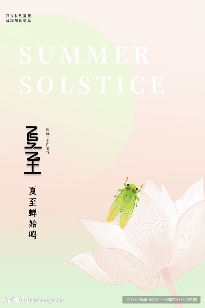 夏至荷花上的绿色昆虫