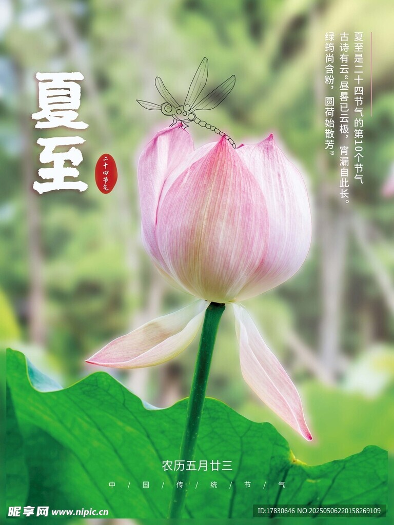 夏至时节绽放的娇艳荷花