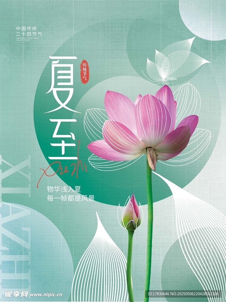 夏至荷花图