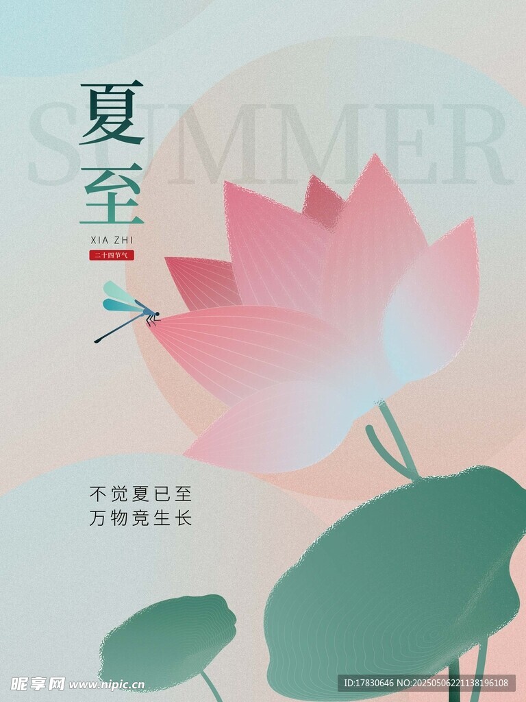 夏至荷花图