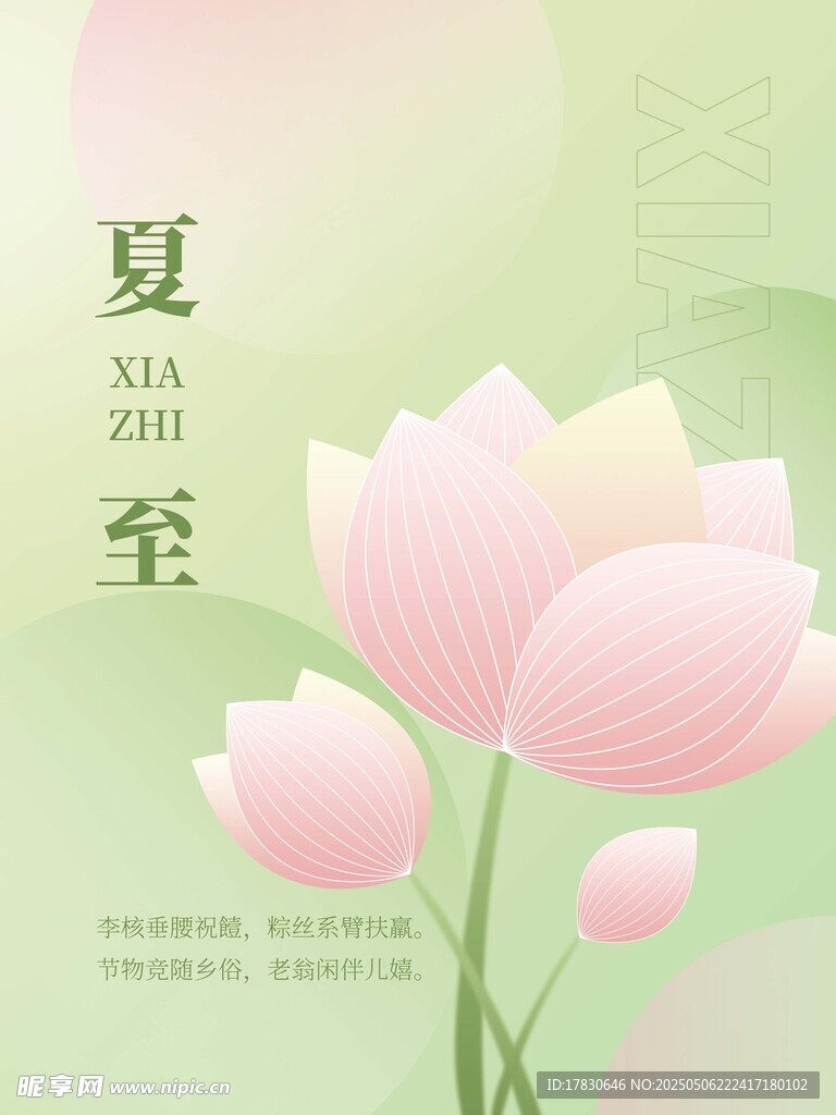 夏至时节的粉嫩荷花