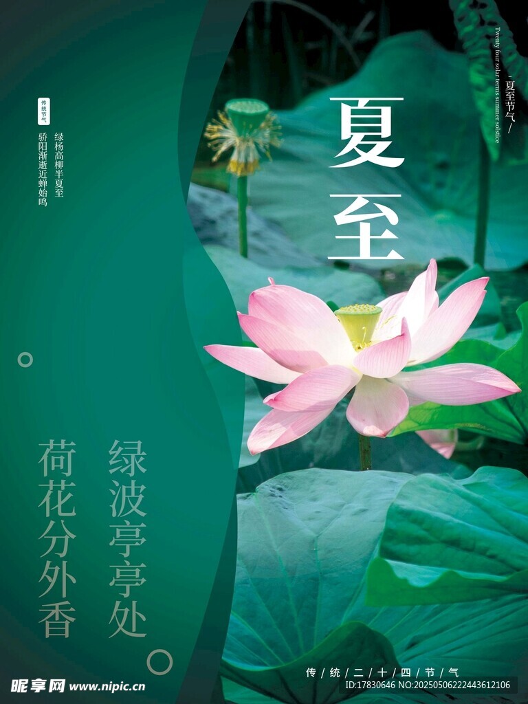 夏至荷花图
