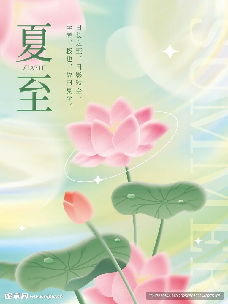 夏至时节荷花绽放