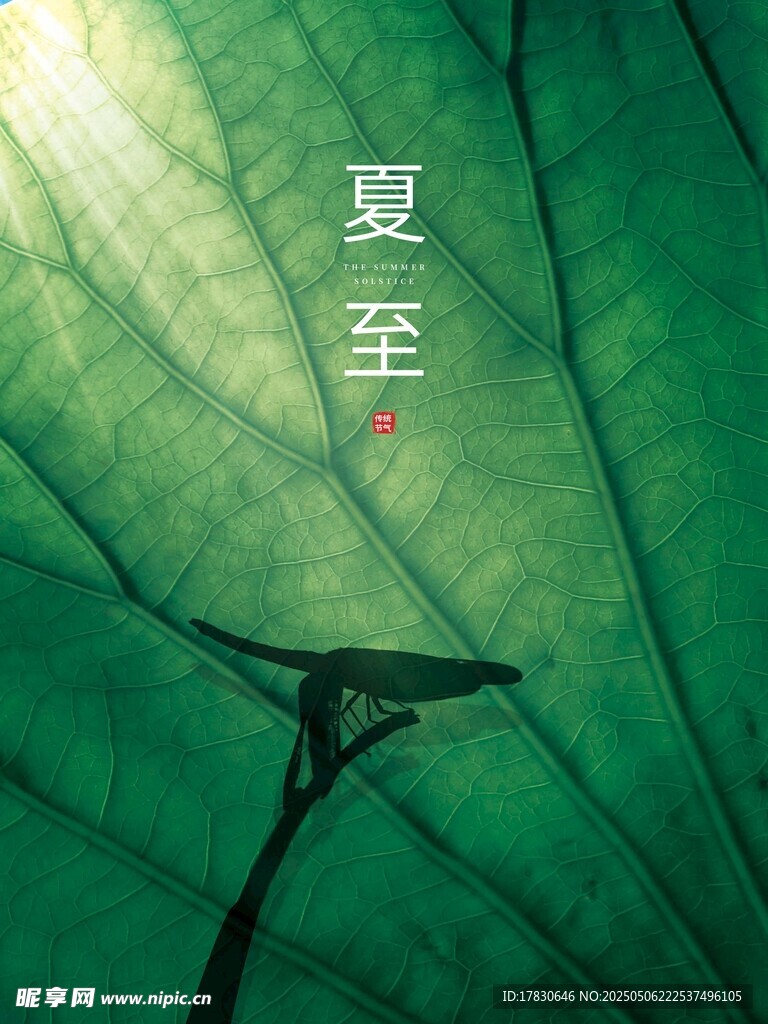 夏至时节的翠绿叶片