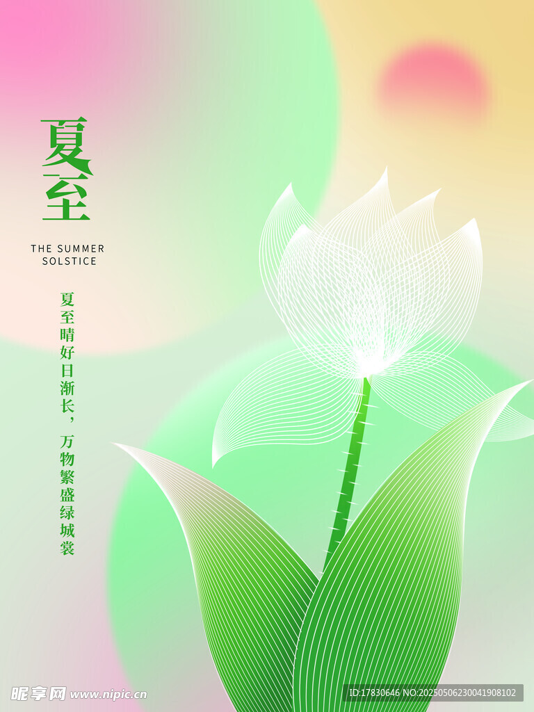 夏至荷花绽放清新画面