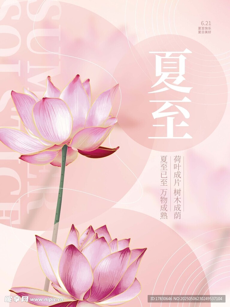 夏至时节绽放的美丽荷花