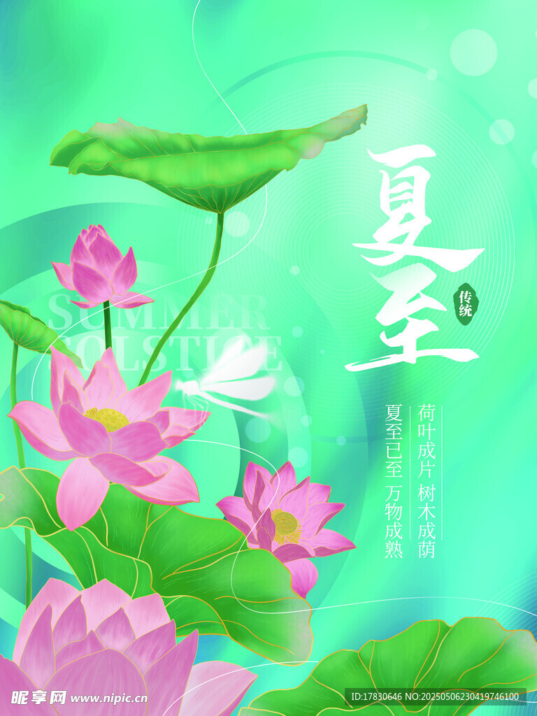 夏至荷花绽放美景