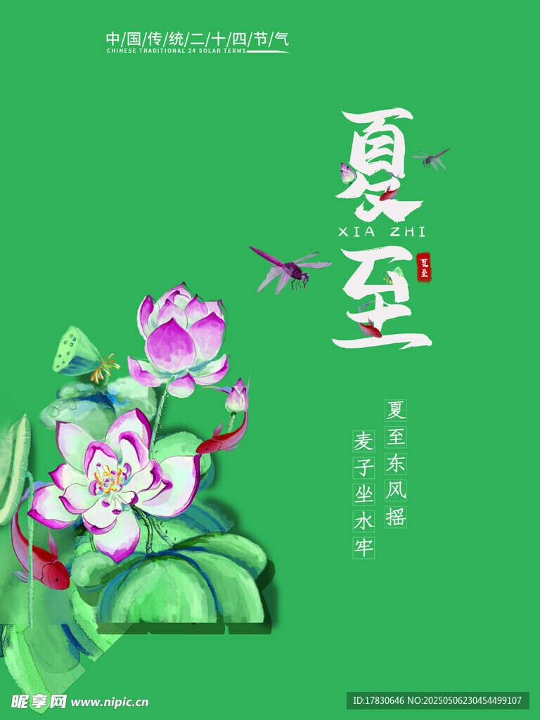 夏至荷花插画
