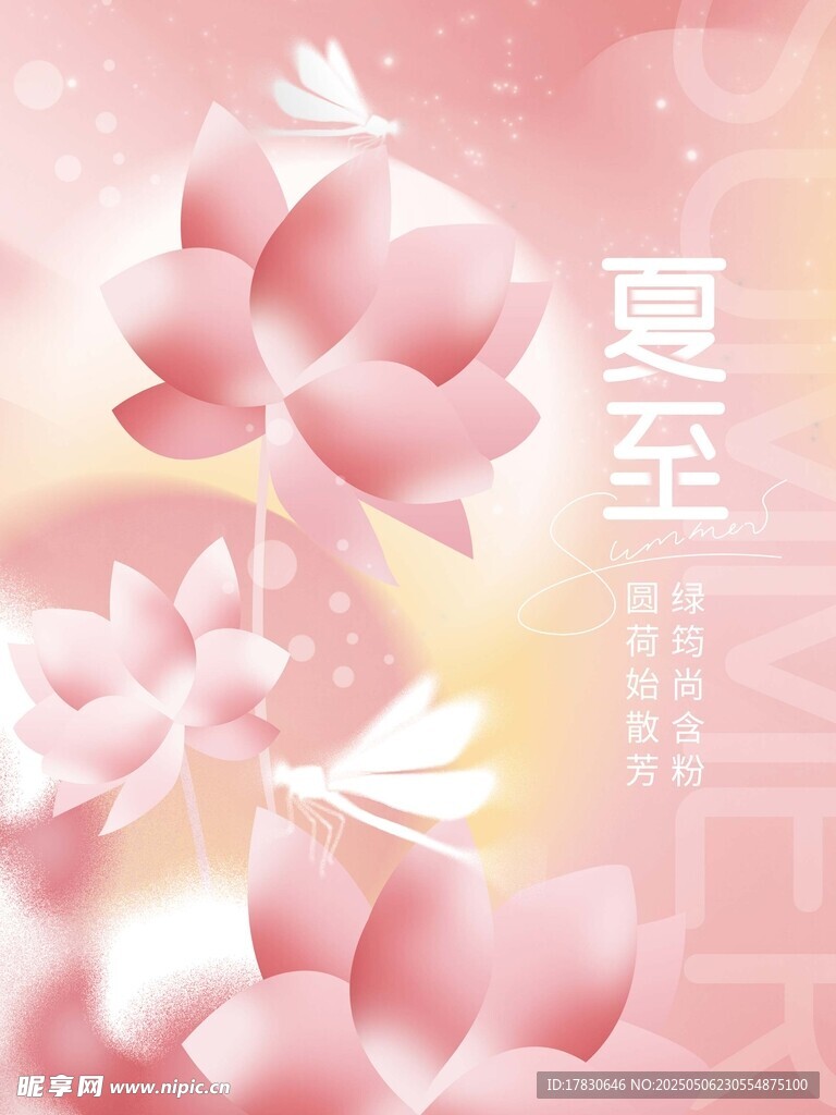 夏至时节粉色荷花绽放