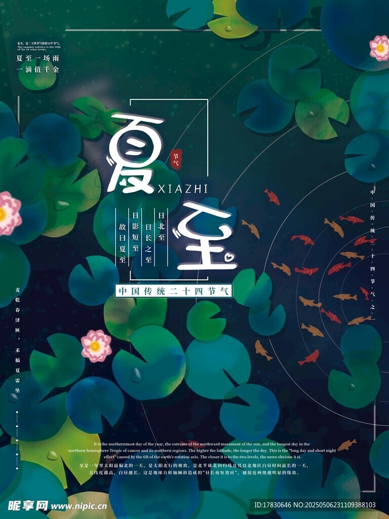 夏至时节荷叶荷花美景
