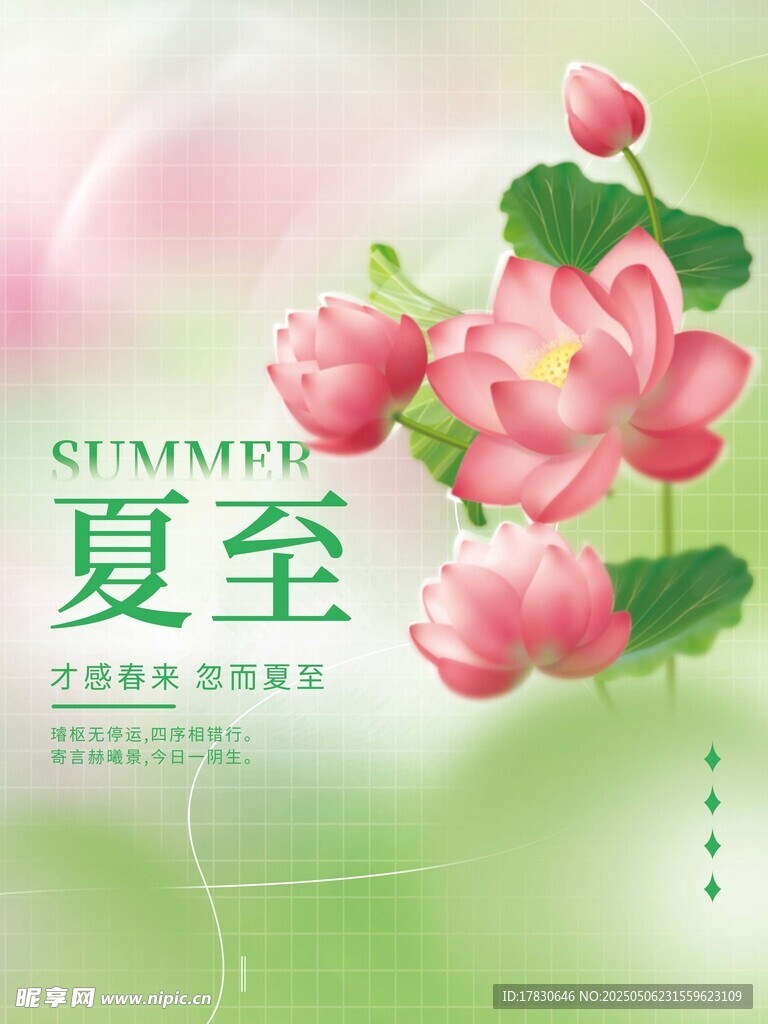 夏至时节荷花绽放图景
