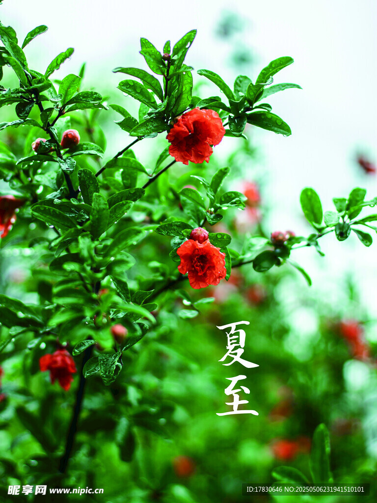 夏日枝头的鲜艳红果