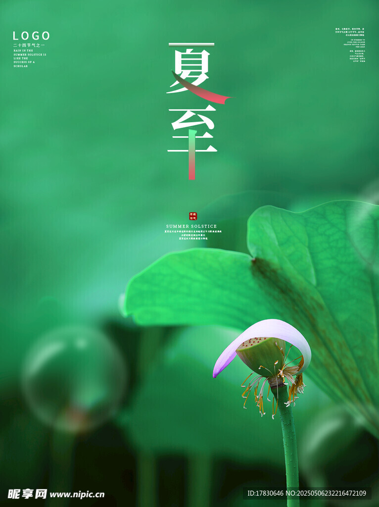 夏日荷花初绽