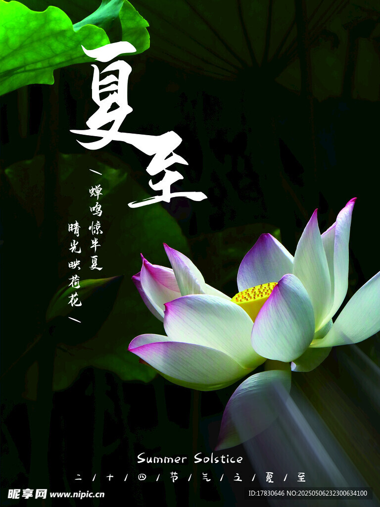 夏至时节绽放的美丽荷花