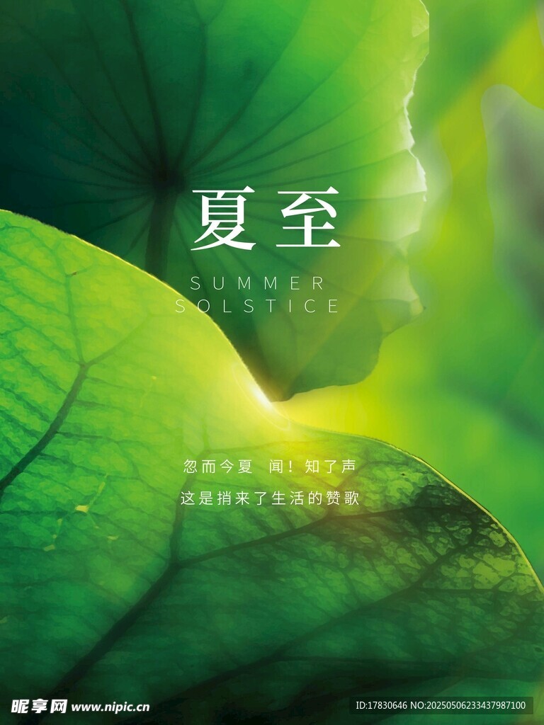 夏至时节绿叶生机盎然