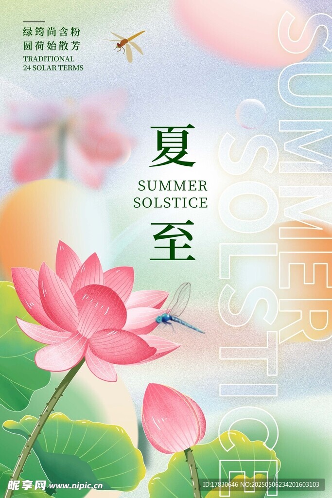 夏至时节荷花绽放美景