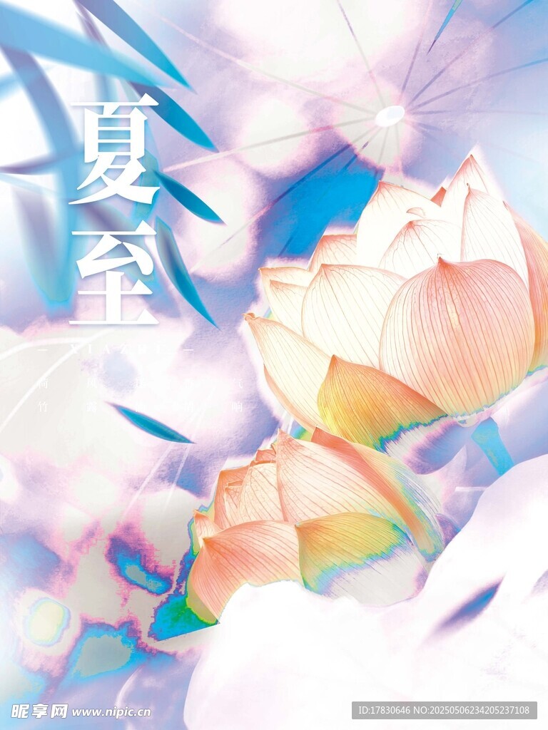 夏至时节荷花绽放美景