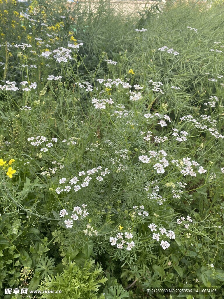 香菜