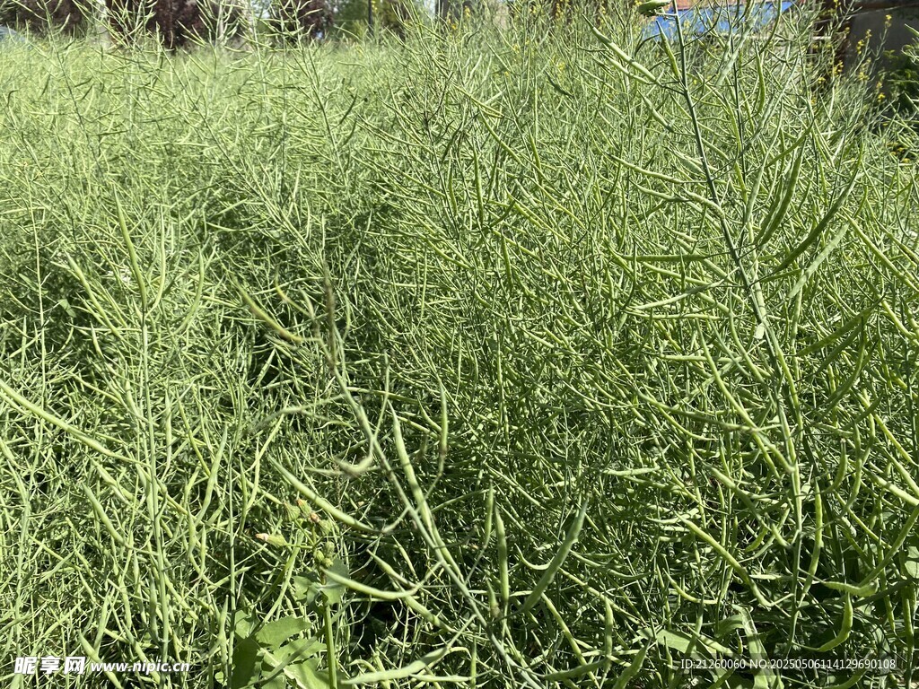 油菜