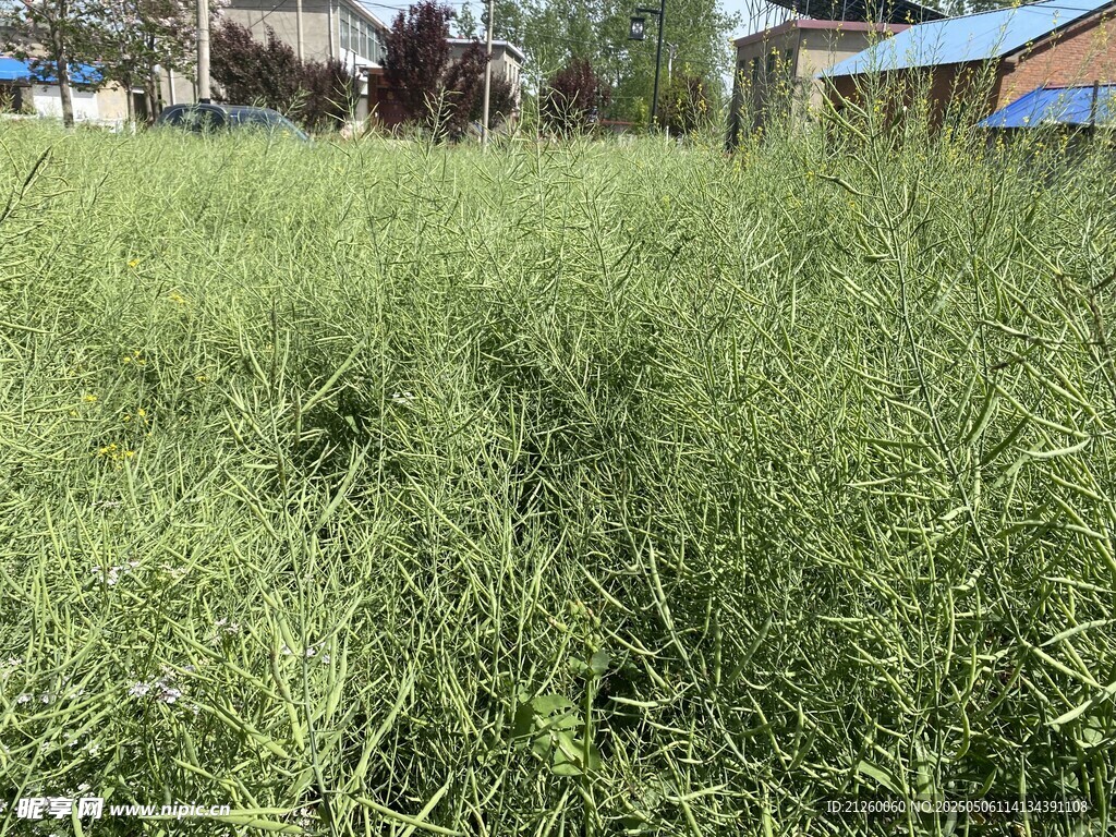 油菜