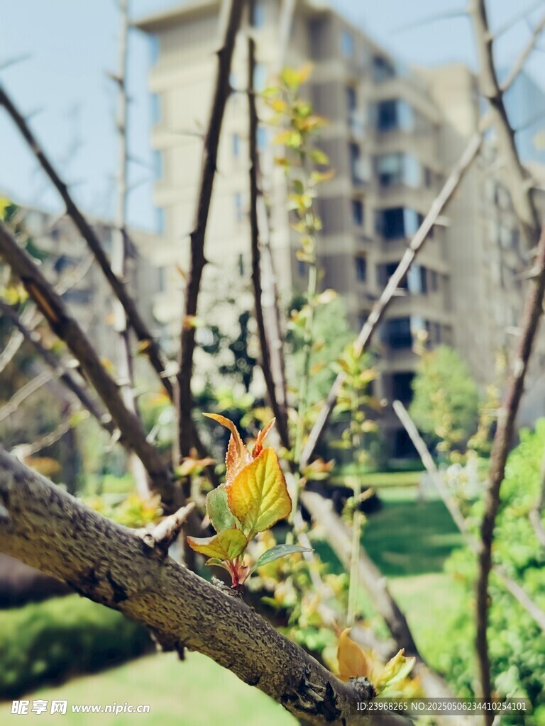 枝头嫩叶与背后建筑景观