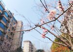 城市中绽放的粉嫩花枝