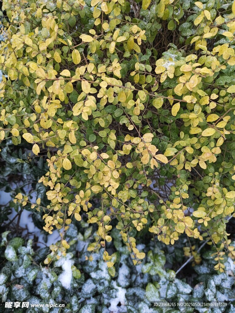 金黄繁茂植物景观