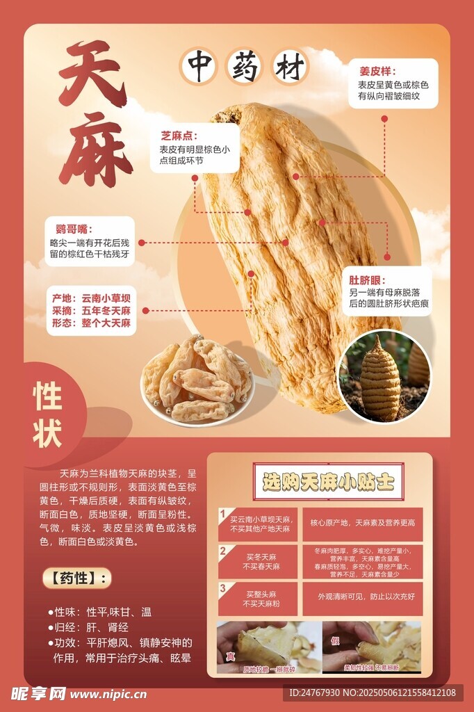 天麻