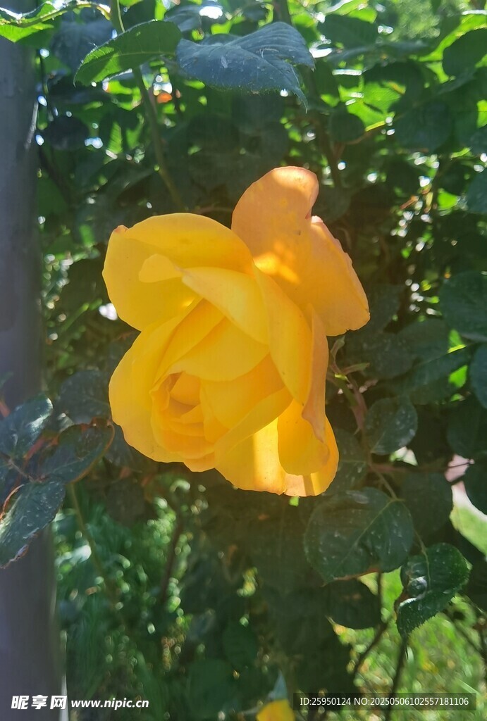 金黄月季花