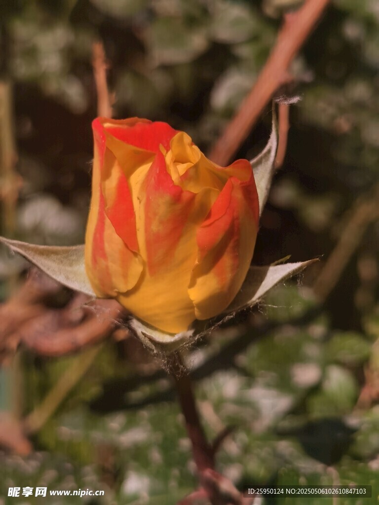 橙黄双色娇艳玫瑰花骨朵