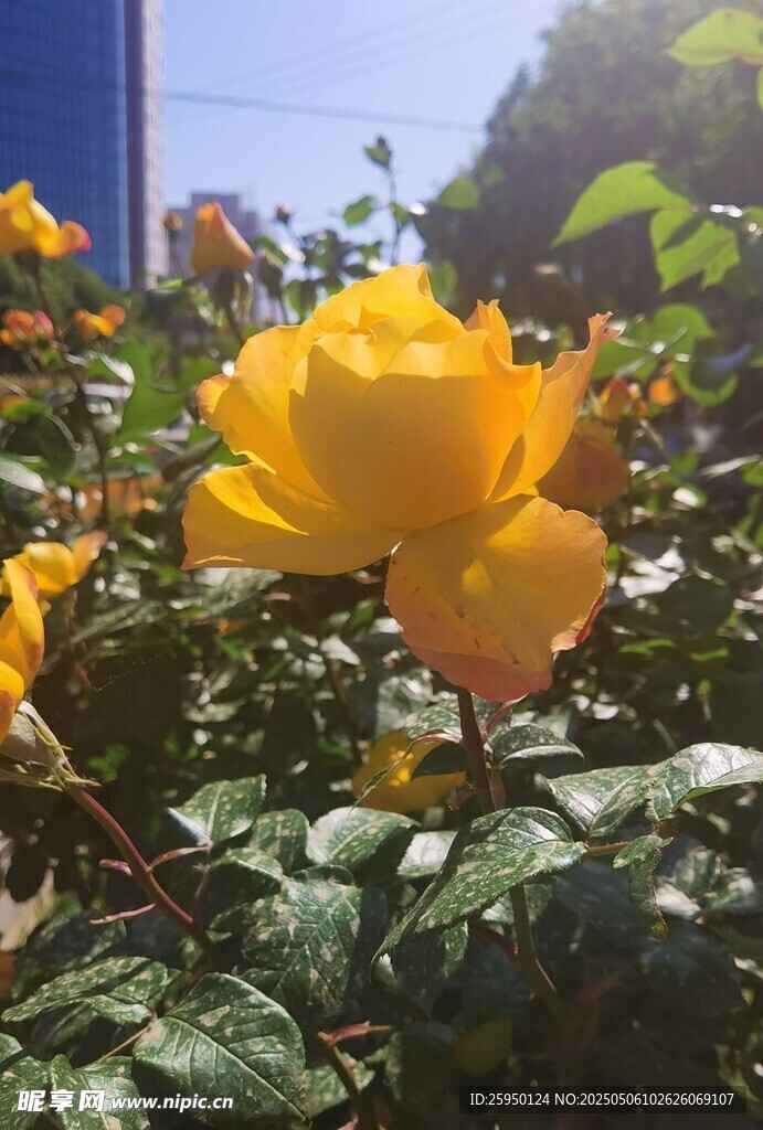 阳光下的娇艳黄玫瑰