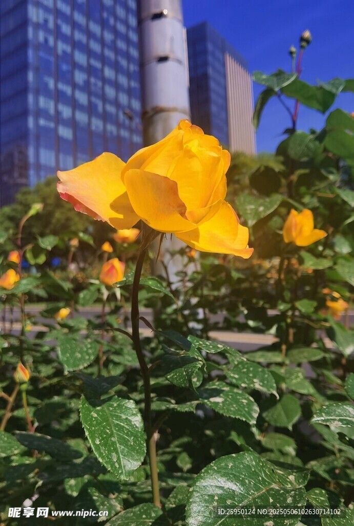 城市中绽放的鲜艳黄玫瑰
