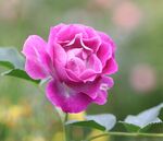 月季花
