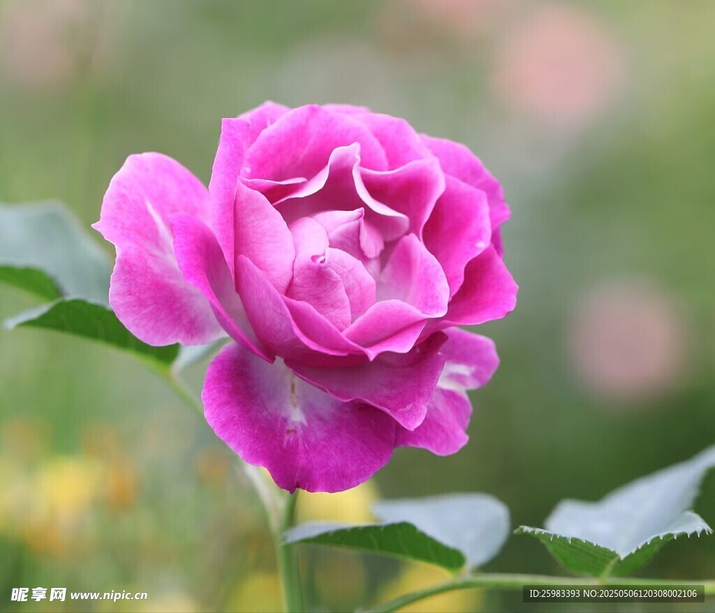 月季花