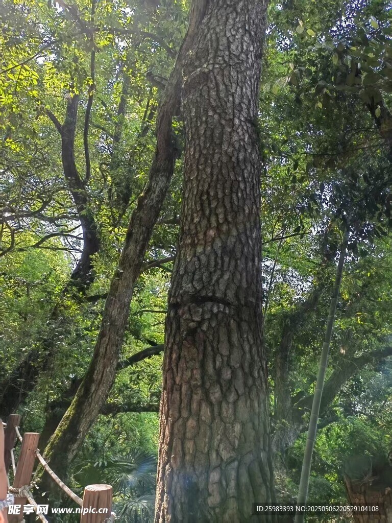 古树