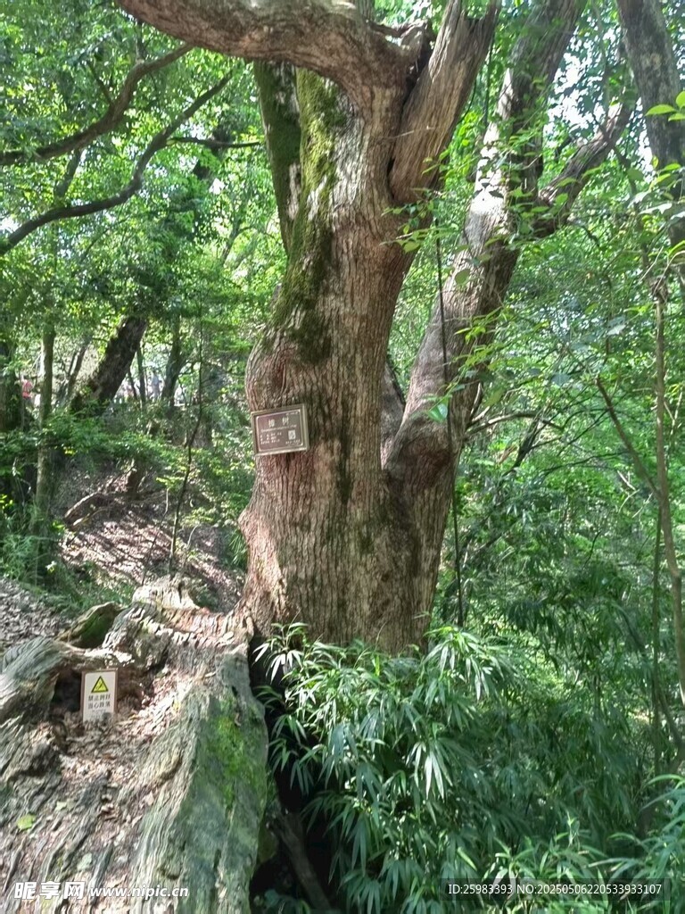 古树