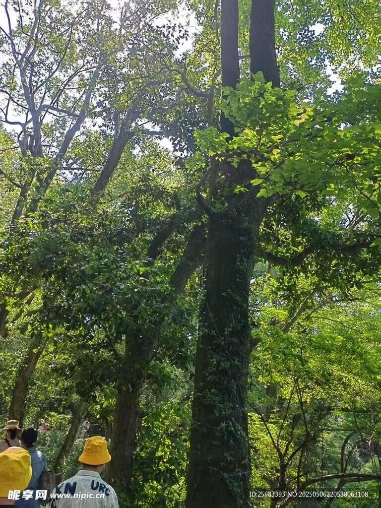 古树