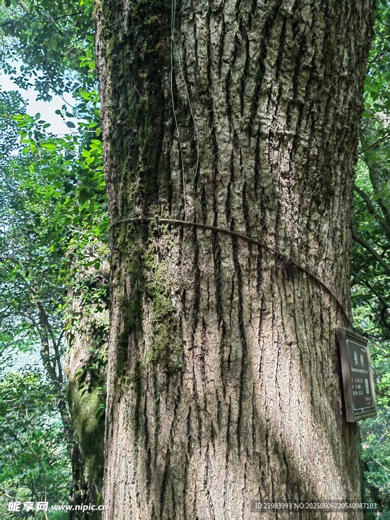 古树