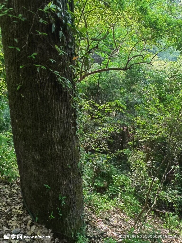 古树